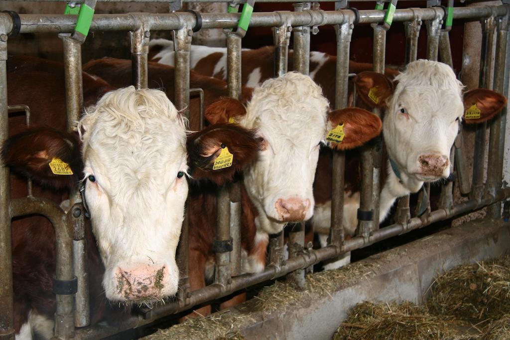 Ferienwohnungen Bulandhof Valdaora Kültér fotó
