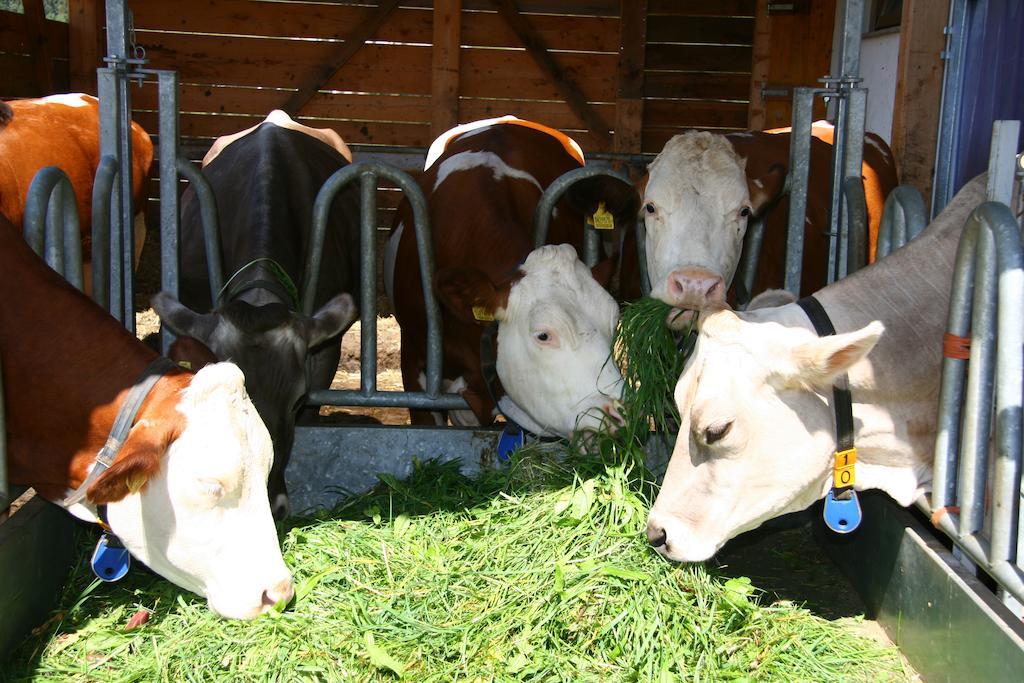 Ferienwohnungen Bulandhof Valdaora Kültér fotó